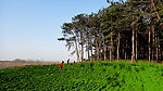松树 孩子