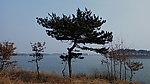燕子湖 松树