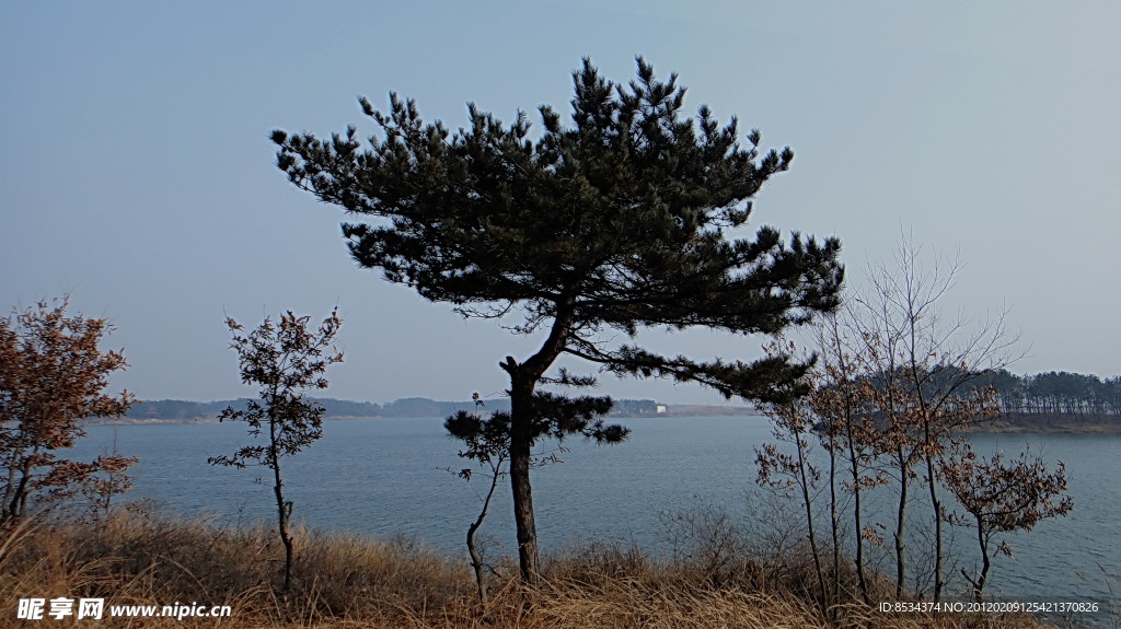 燕子湖 松树