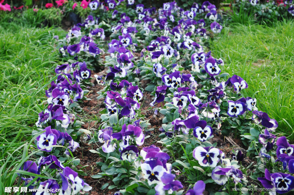 蝴蝶花
