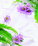 高清鲜花摄影