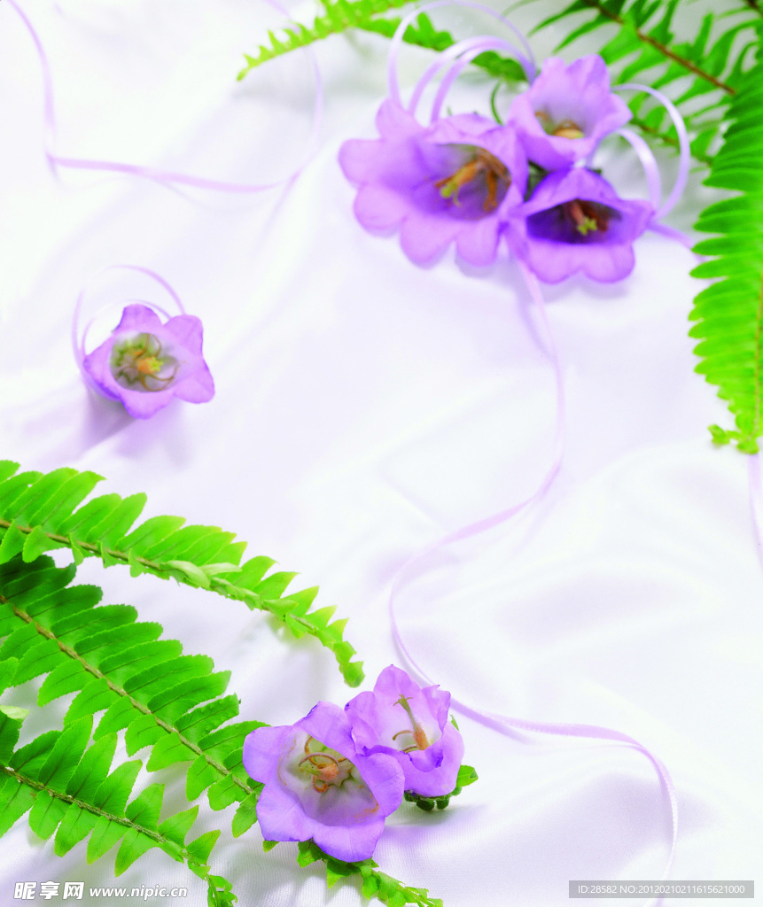 高清鲜花摄影