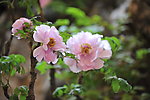 牡丹花
