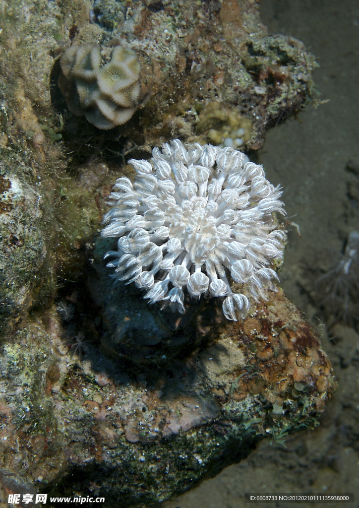 海底珊瑚