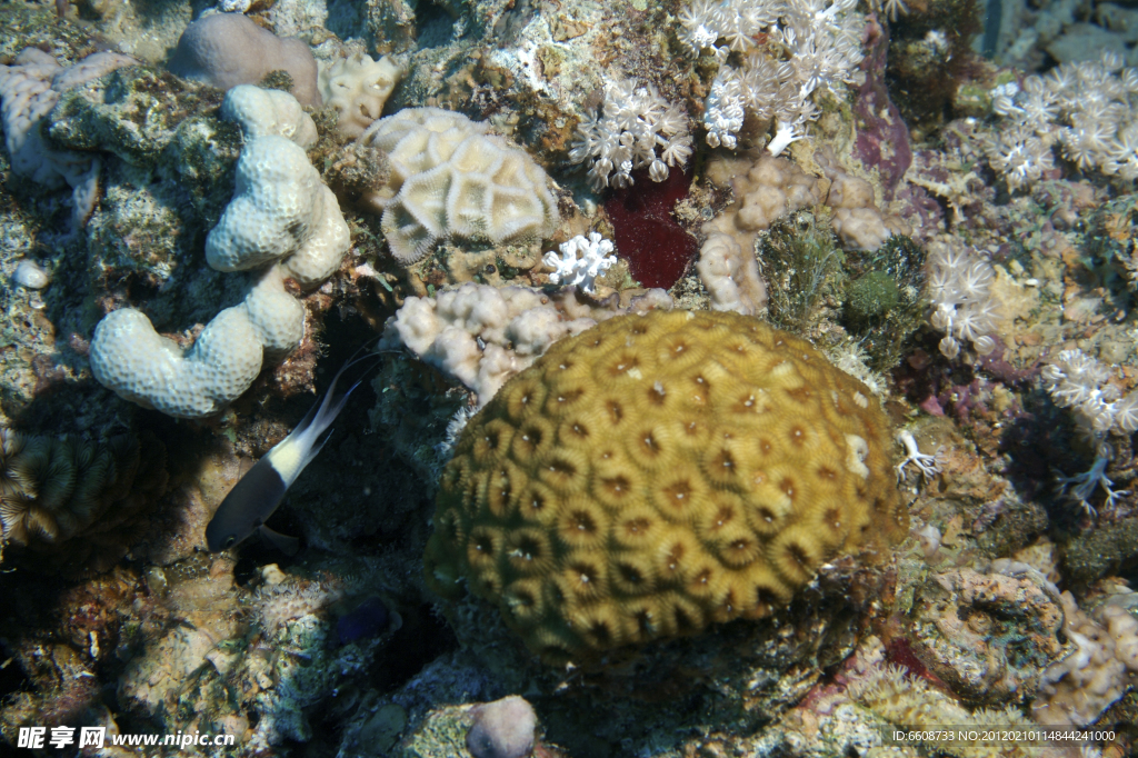 深海生物