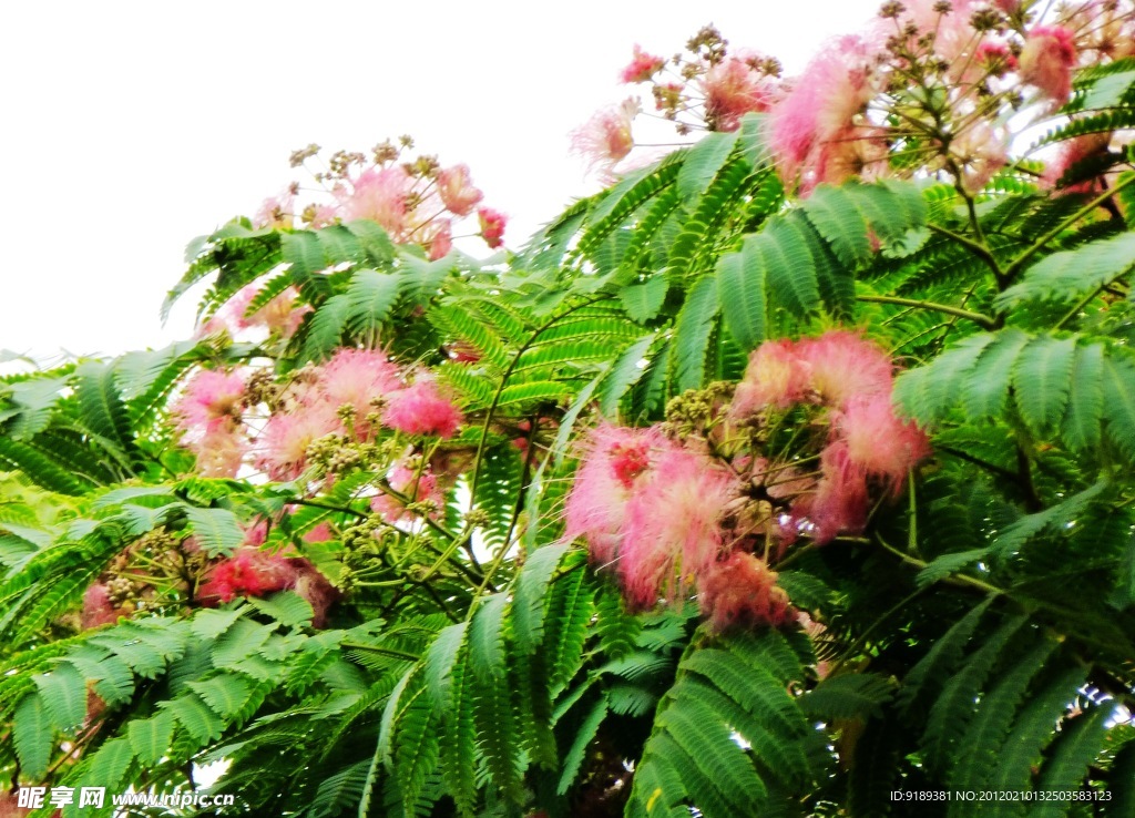 榕树花