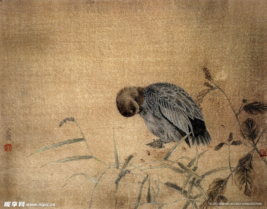 梳羽