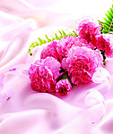 高清鲜花摄影