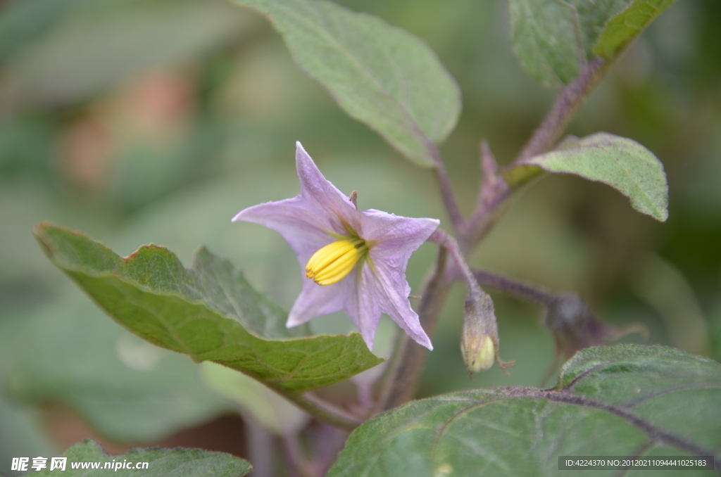 茄子花