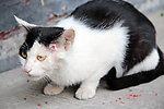 小猫 奶牛猫