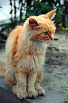 小猫
