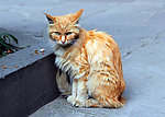 小猫