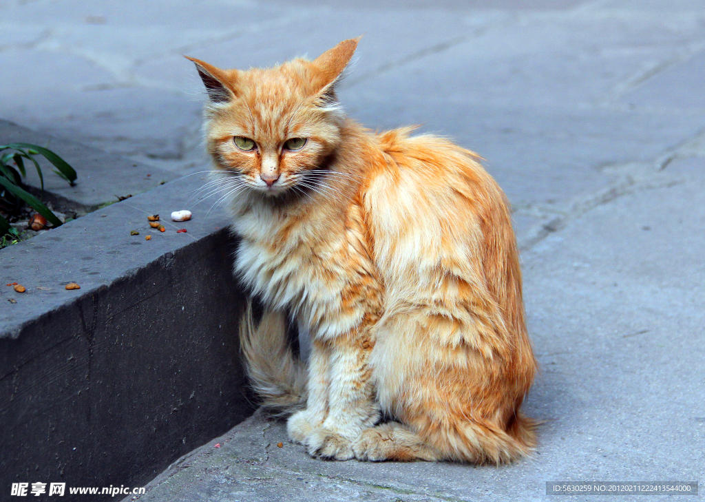 小猫