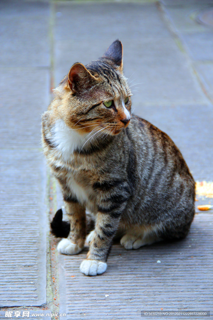 小猫