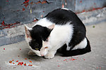小猫 奶牛猫