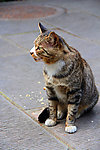 小猫