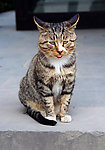 小猫
