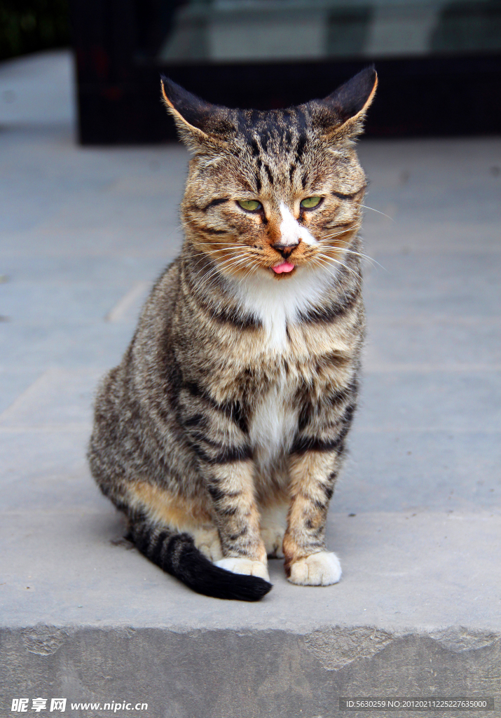 小猫
