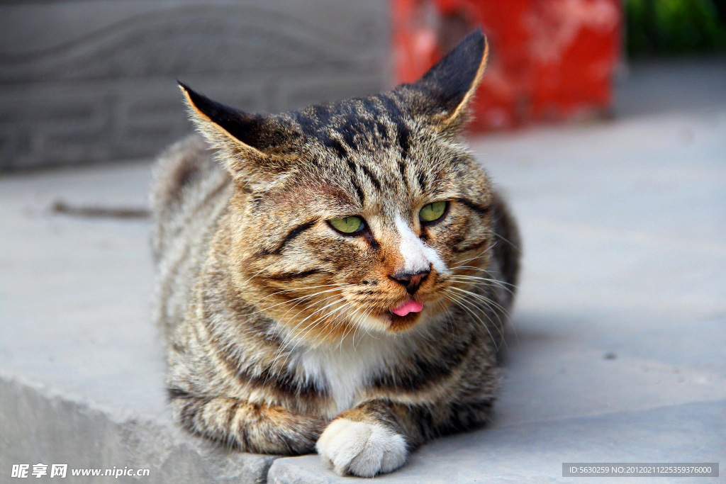 小猫