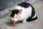 奶牛 小猫