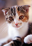 可爱 小猫