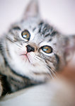 可爱 小猫