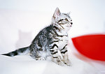 可爱 小猫