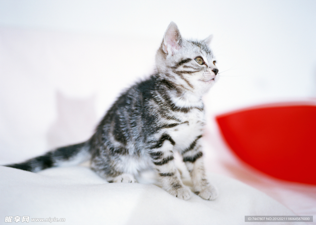 可爱 小猫