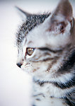 可爱 小猫