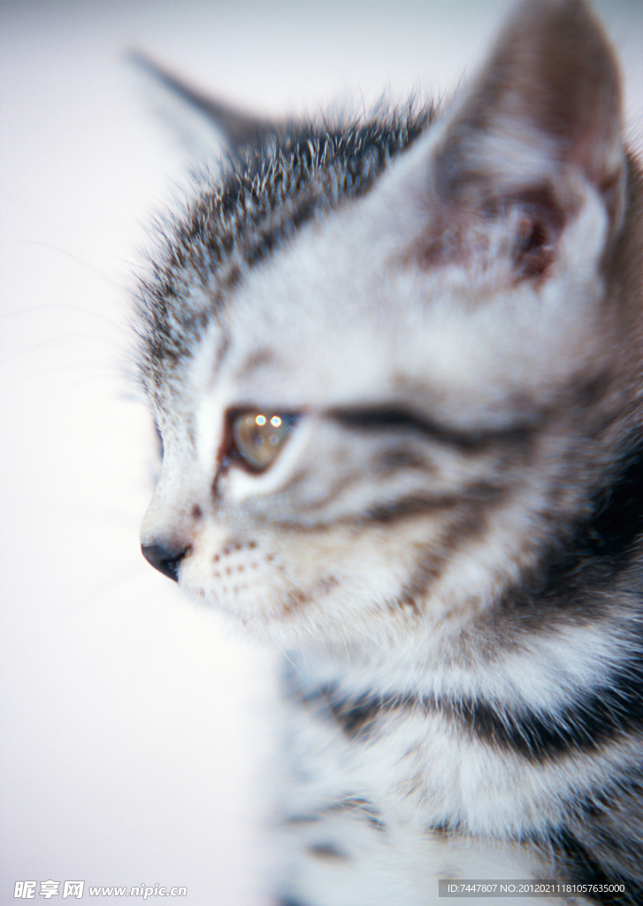 可爱 小猫