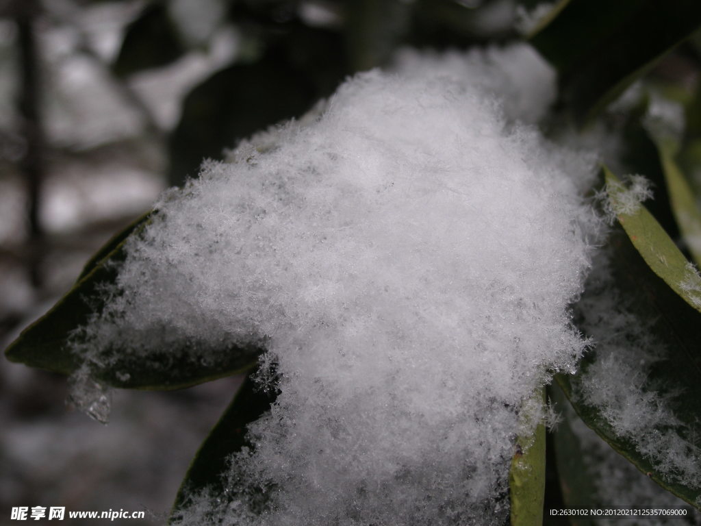 积雪