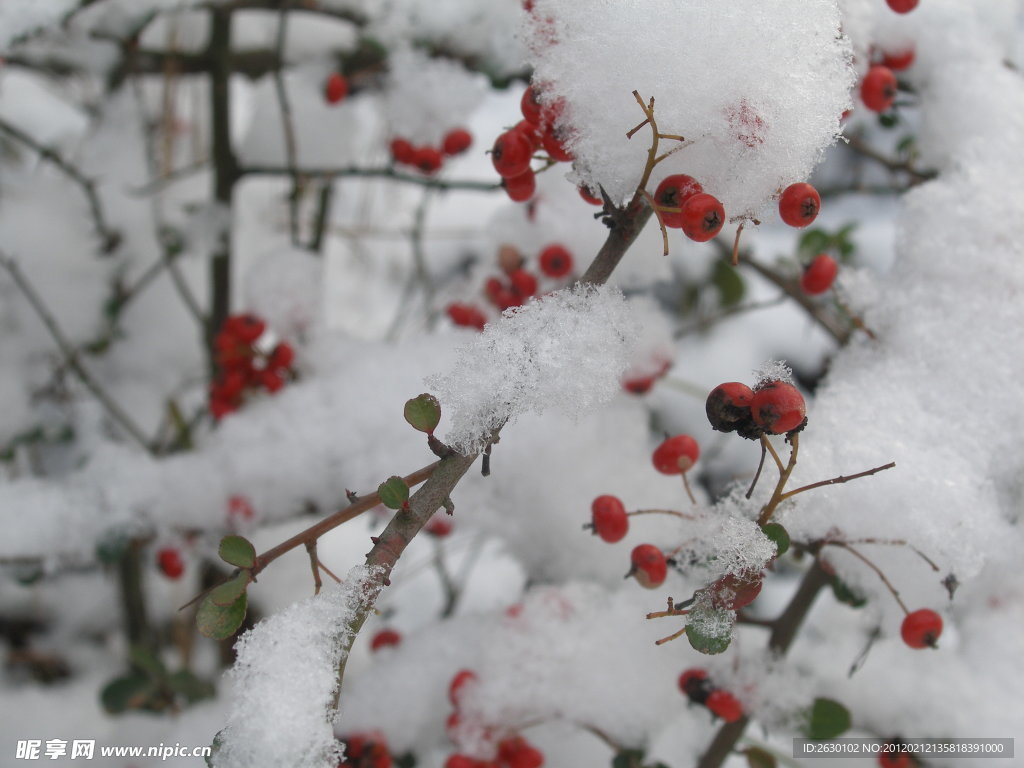 雪里红印 水茶子