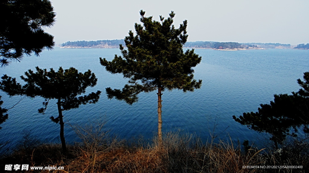 湖畔 松树