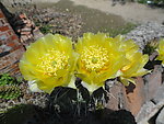 仙人掌花