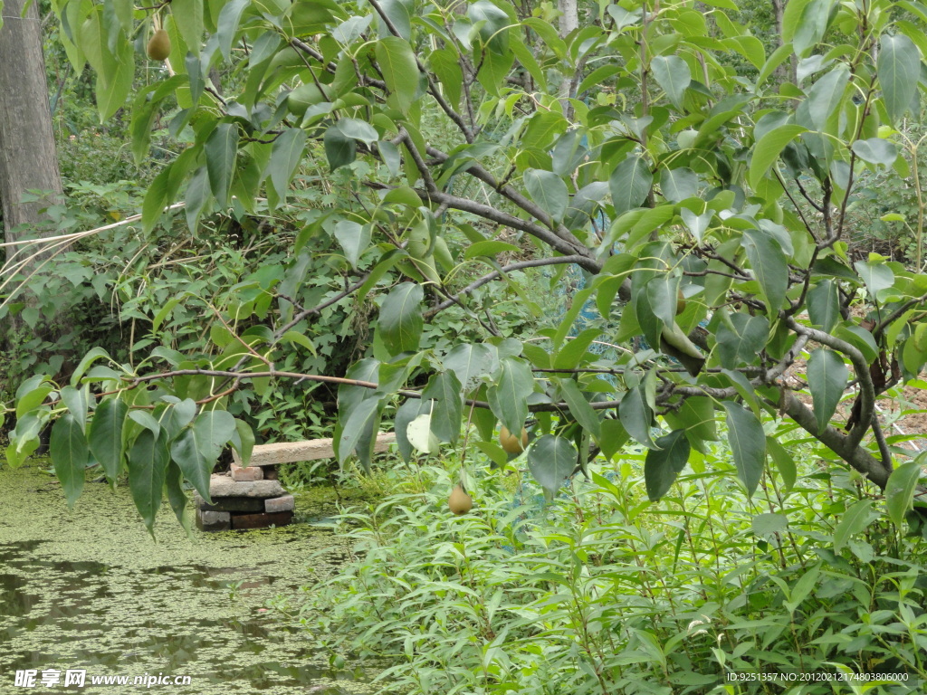 梨树