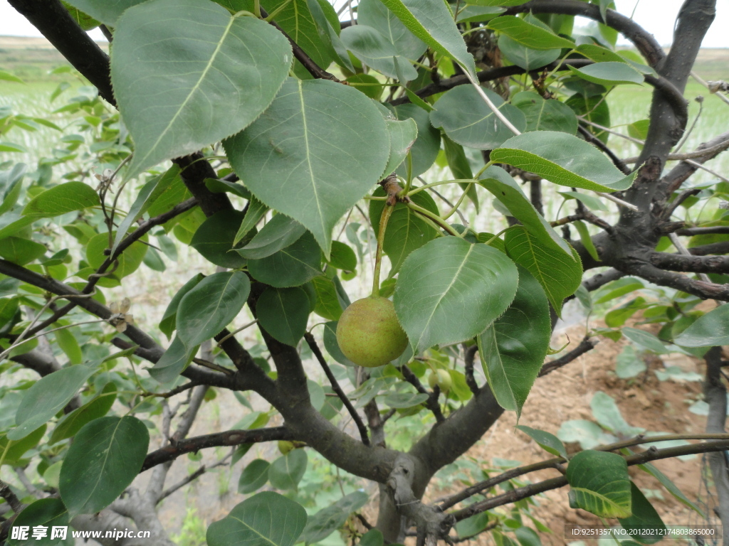 梨树的起源和在中国的分布 - 知乎