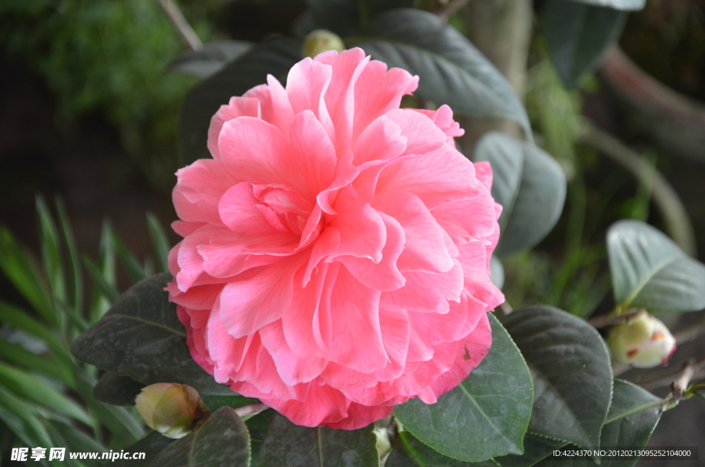 山茶花