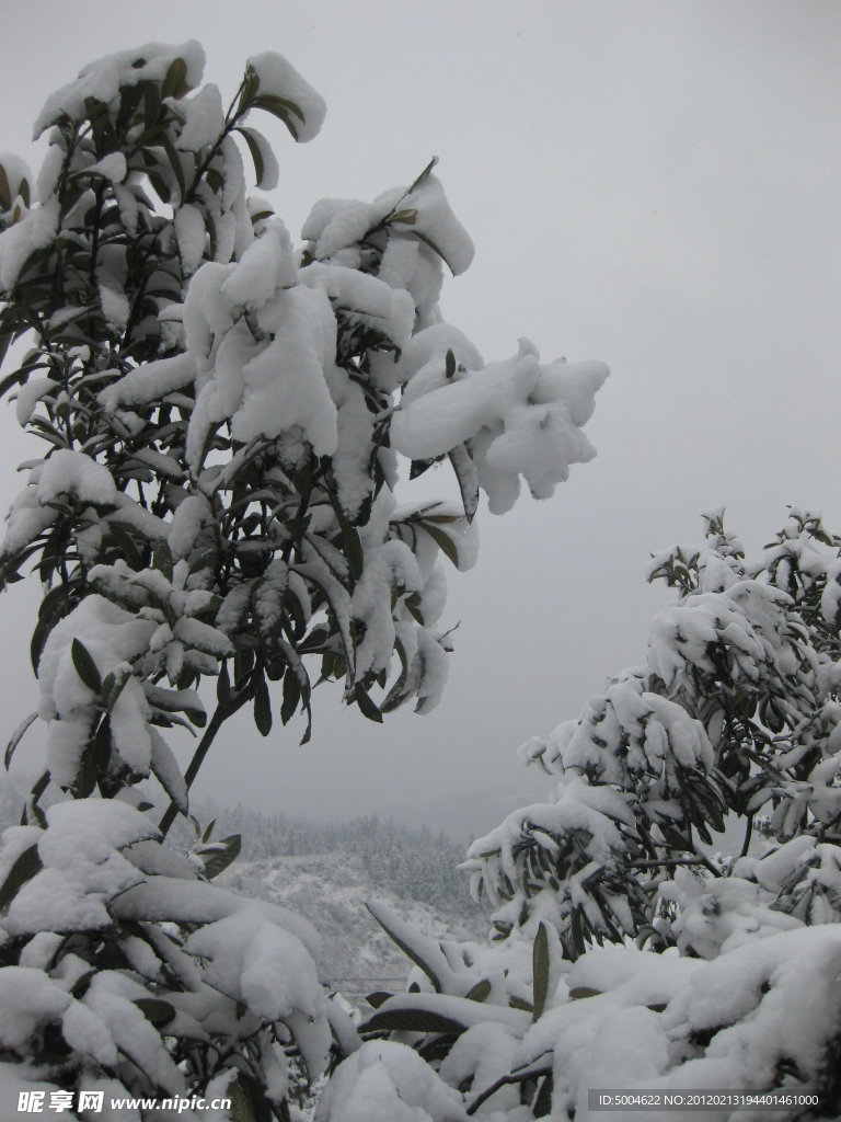 白雪