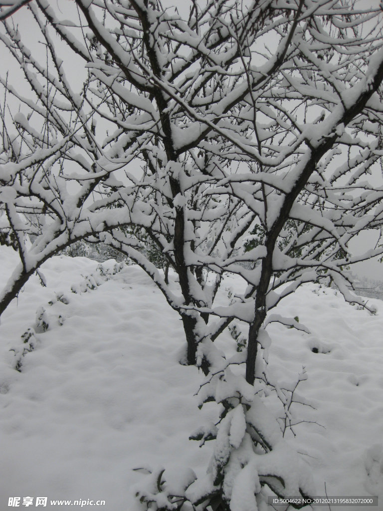 白雪