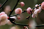 梅花
