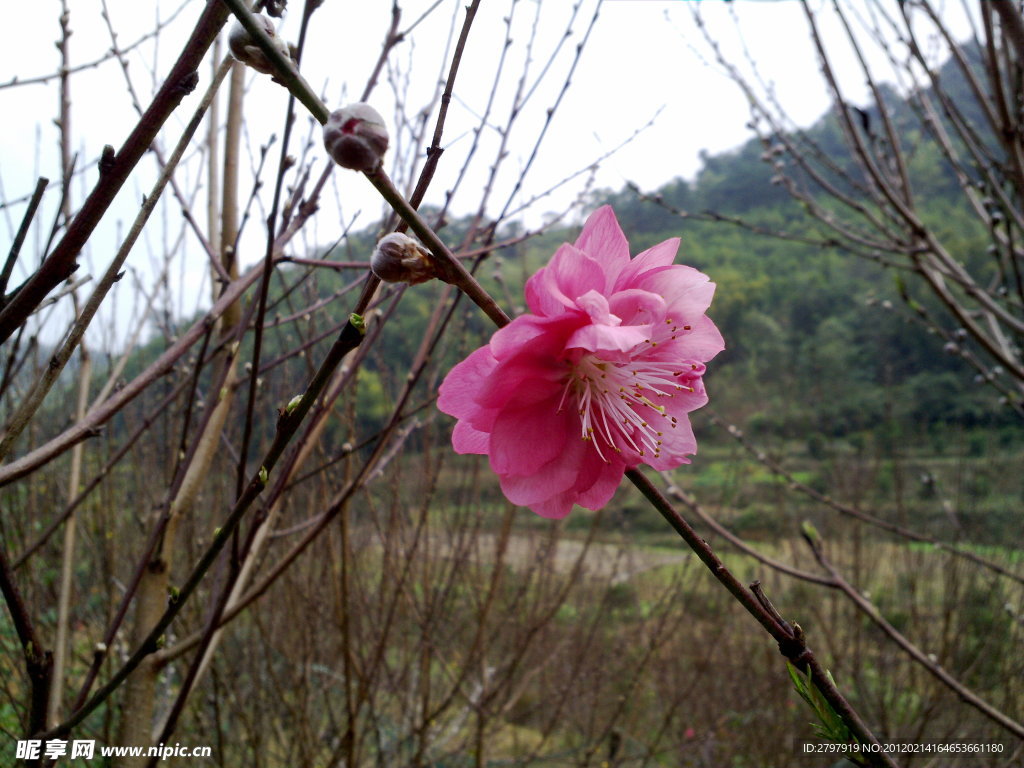 桃花