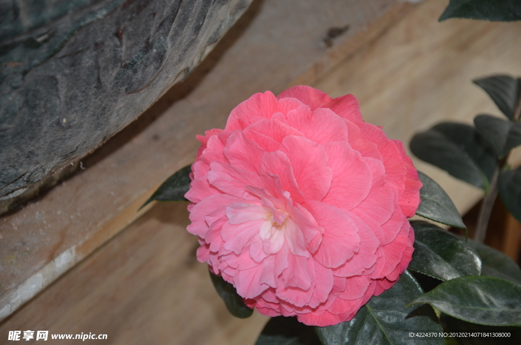 山茶花