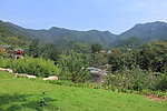 青山
