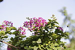 紫薇花