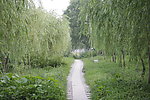 绿荫小道