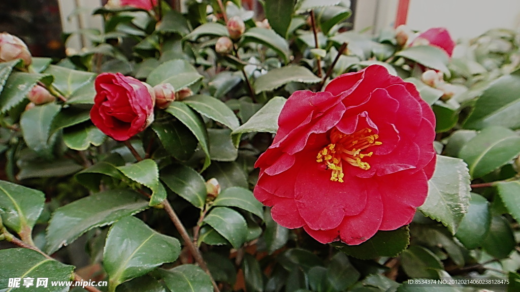 茶花