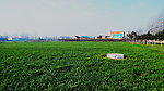 田野