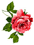 玫瑰 韩国玫瑰花