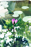 莲花