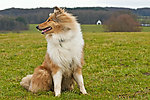 牧羊犬